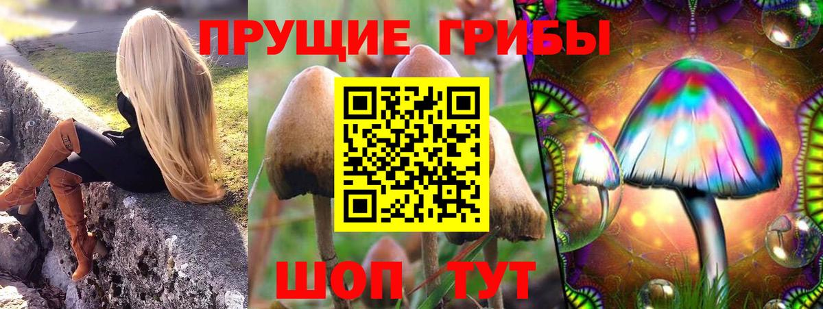 Псилоцибиновые грибы Psilocybine cubensis Кимры